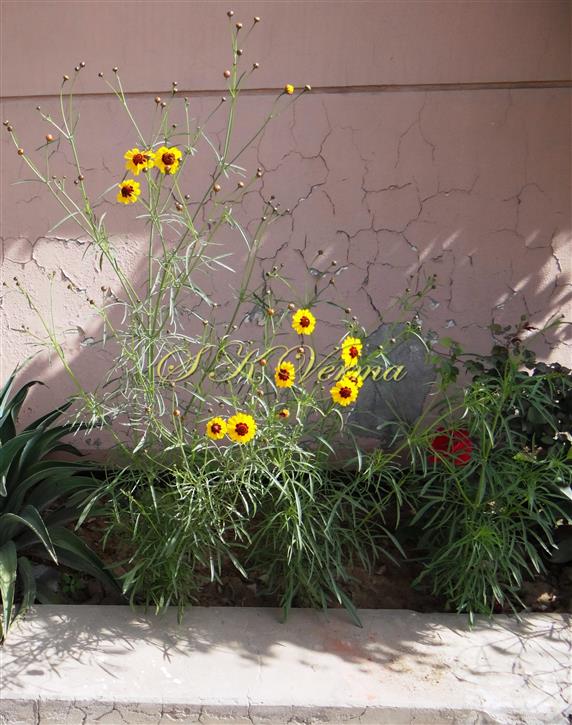  Plant with capitula